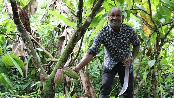 Saint Lucia cocoa and chocolate production