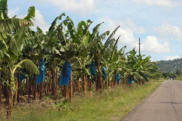 Banana plantation in Saint Lucia