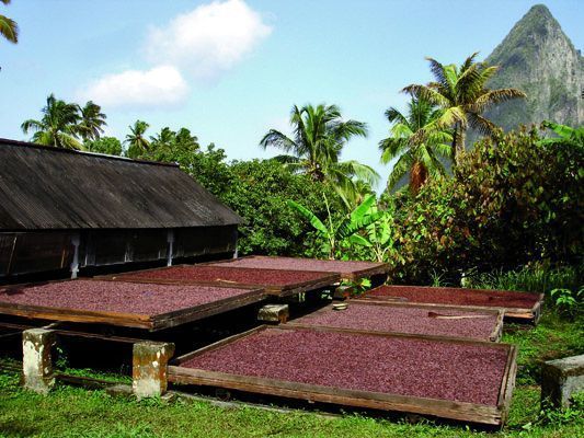 Cocoa farm and chocolate production in Saint Lucia